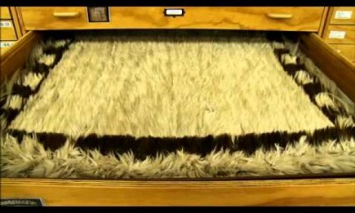 Kahu Kuri – Tales from Te Papa episode 3