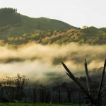 The Silent Tribe – Ngā Ariki Kaiputahi
