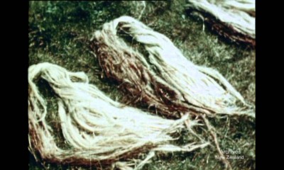 New Zealand Flax (1950 Archives film)